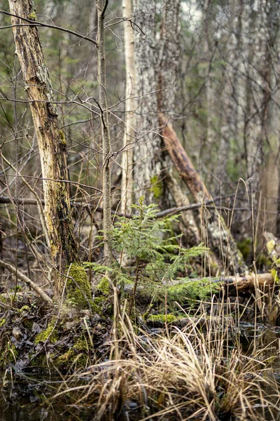 Yaşlı Kuru Ağaç Gövdesi Ormanda Yatıyor Topraktaki Kırık Odunlar Keşiş — Stok fotoğraf