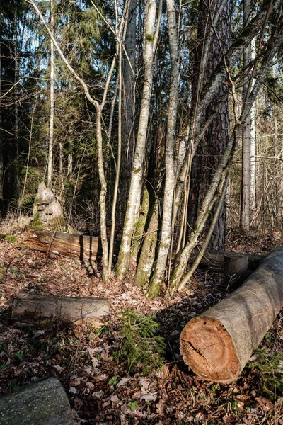 Vieux Tronc Arbre Sec Piétine Couché Dans Forêt Rondins Cassés — Photo