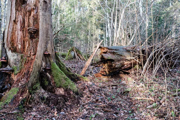 Velho Tronco Árvore Seca Pisos Que Jazem Floresta Troncos Quebrados — Fotografia de Stock