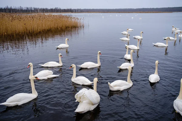 Large Flock White Swans Swimming Lake Snow Winter Latvia — Stock Photo, Image