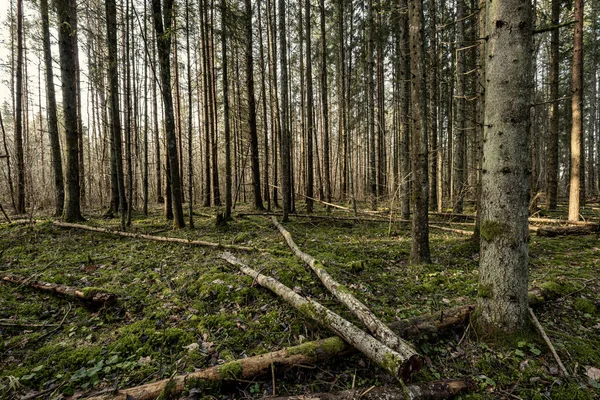 Vacker Ren Gran Träd Vintergrön Skog Park Med Grön Mossa — Stockfoto