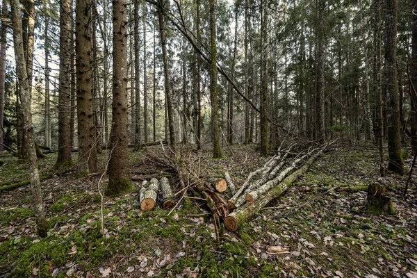 Alter Trockener Baumstamm Stampft Wald Liegend Zerbrochene Baumstämme Der Erde — Stockfoto