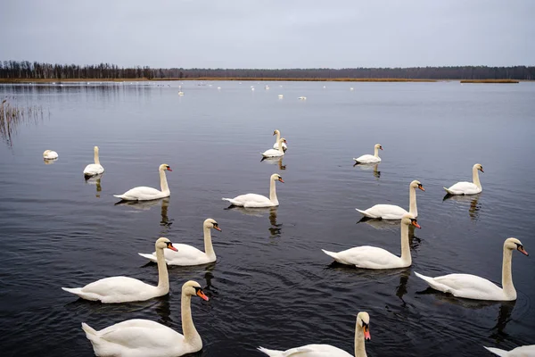 Duże Stado Białych Łabędzi Pływających Jeziorze Bez Śniegu Zima Łotwie — Zdjęcie stockowe