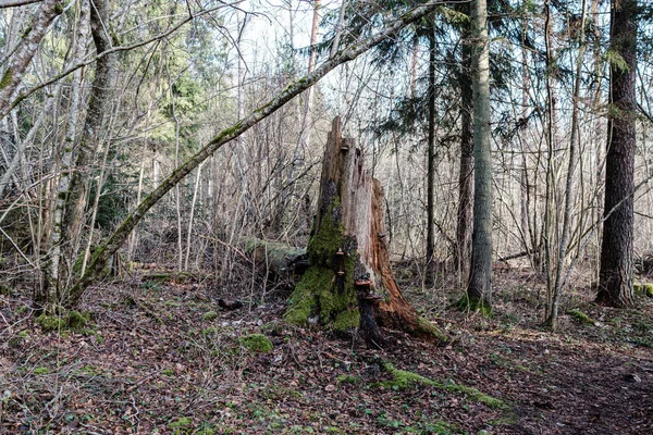 干枯的老树干的脚躺在森林里 碎木块落在地上 作为鸟类生活的地方 — 图库照片