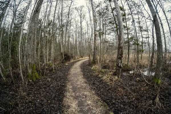 秋色のぬれた表面を持つ森の中の空の汚れた砂利未舗装道路 — ストック写真