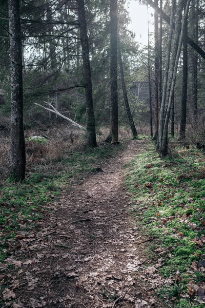 Route Terre Gravier Sale Vide Dans Forêt Avec Surface Humide — Photo