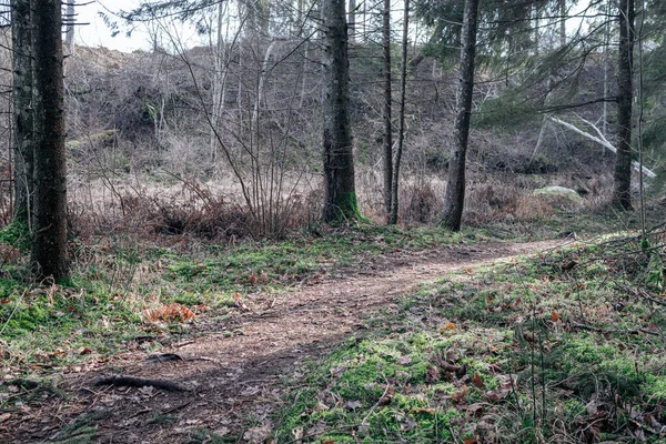 Empty Dirty Gravel Dirt Road Forest Wet Surface Autumn Colors — Stock Photo, Image