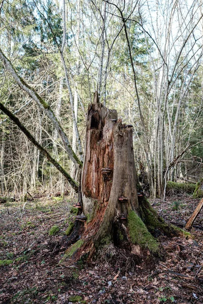 Vecchio Tronco Albero Secco Calpesta Posa Nella Foresta Tronchi Rotti — Foto Stock