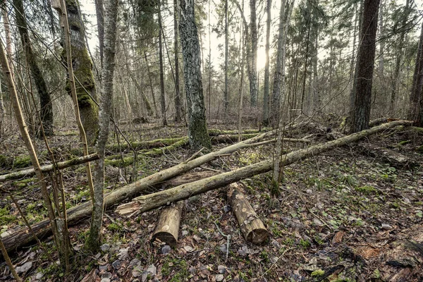 Alter Trockener Baumstamm Stampft Wald Liegend Zerbrochene Baumstämme Der Erde — Stockfoto