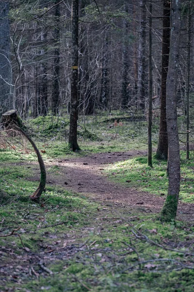 緑の苔と散歩道のある美しいきれいなトウヒの木常緑の森林公園 — ストック写真