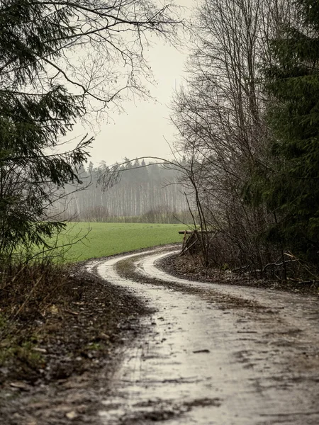 Tom Smutsig Grusväg Skog Med Blöt Yta Höstfärger — Stockfoto