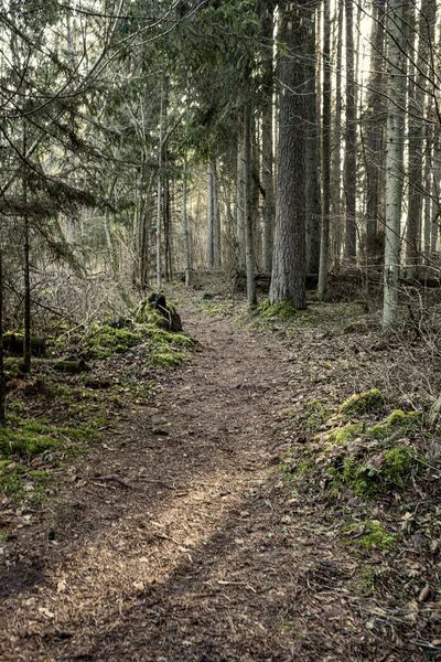 Prázdná Špinavá Štěrková Cesta Lese Mokrým Povrchem Podzimních Barvách — Stock fotografie