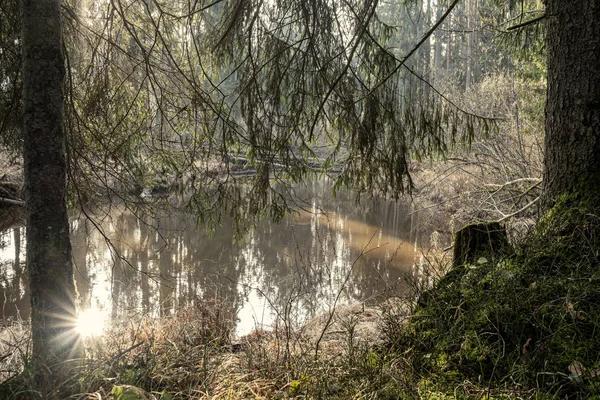 Malownicza Rzeka Lesie Jesienią Dzicz Nie Ludzi Starych Suchych Pni — Zdjęcie stockowe
