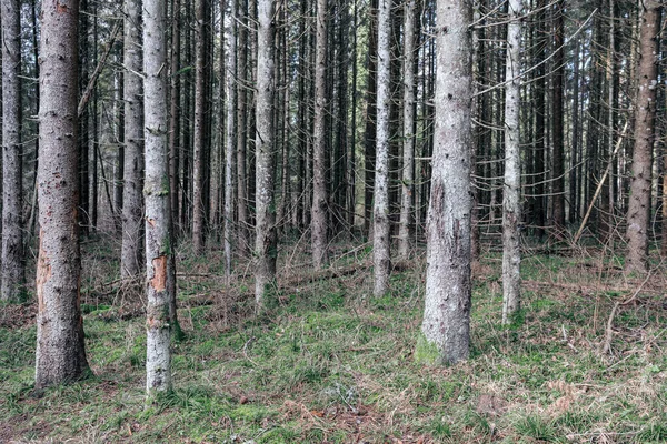 아름다운 가문비나무와 산책로 이끼가 상록수 — 스톡 사진