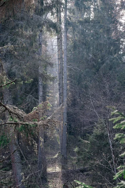 Rivière Pittoresque Forêt Automne Nature Sauvage Aucun Peuple Vieux Troncs — Photo