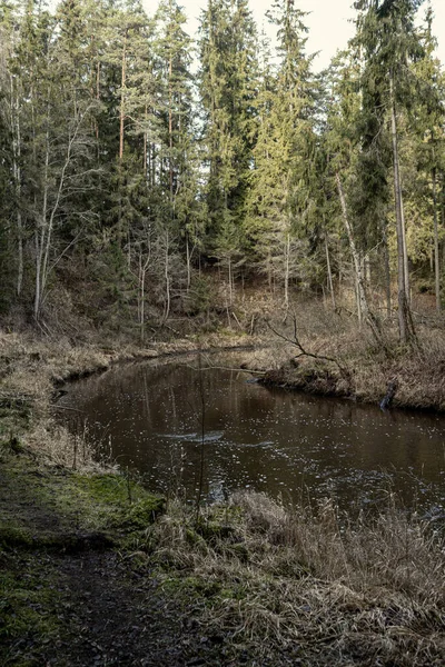 Rivière Pittoresque Forêt Automne Nature Sauvage Aucun Peuple Vieux Troncs — Photo