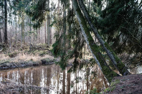 Schilderachtige Rivier Het Bos Herfst Wildernis Geen Mensen Oude Droge — Stockfoto