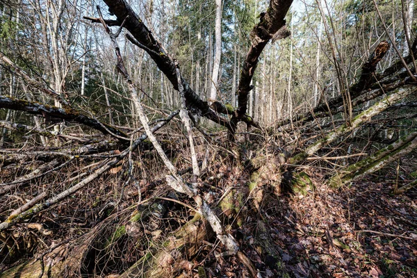 Velho Tronco Árvore Seca Pisos Que Jazem Floresta Troncos Quebrados — Fotografia de Stock