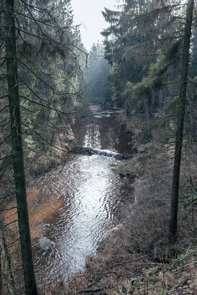 Malebná Řeka Lese Podzim Divočina Žádní Lidé Staré Suché Kmeny — Stock fotografie