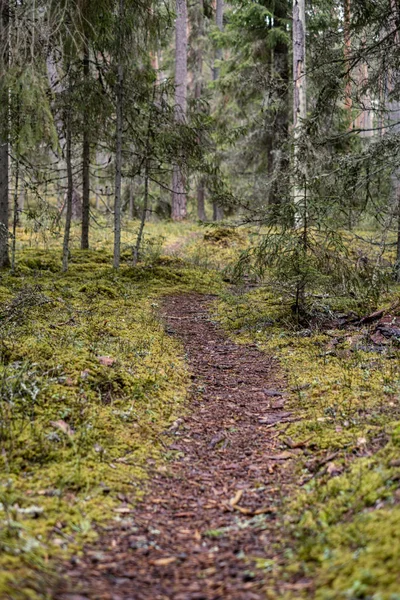 Leere Schmutzige Schotterpiste Wald Mit Feuchter Oberfläche Herbstfarben — Stockfoto