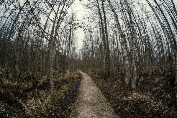 秋色のぬれた表面を持つ森の中の空の汚れた砂利未舗装道路 — ストック写真