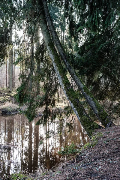 Schilderachtige Rivier Het Bos Herfst Wildernis Geen Mensen Oude Droge — Stockfoto