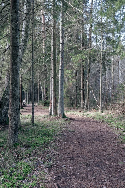 Ormanda, sonbahar renklerinde ıslak yüzeyi olan boş kirli çakıl yolu.
