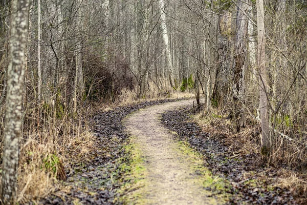 Route Terre Gravier Sale Vide Dans Forêt Avec Surface Humide — Photo