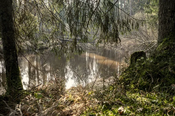 Picturesque River Forest Autumn Wilderness People Old Dry Tree Trunks — Stock Photo, Image