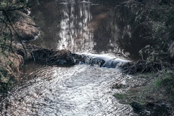 秋天森林里的风景如画的河流 荒野中 没有人和干枯的老树干掉进河里 与社会隔绝在拉特维亚 — 图库照片