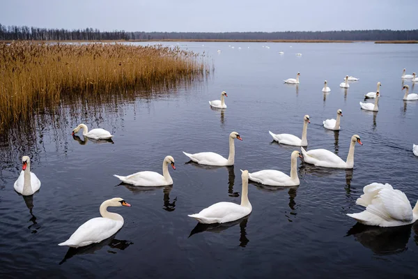 Große Schar Weißer Schwäne Schwimmt See Lettland Schneelosen Winter — Stockfoto