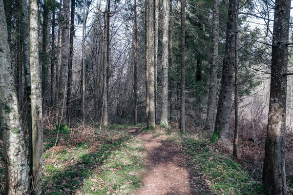 Route Terre Gravier Sale Vide Dans Forêt Avec Surface Humide — Photo
