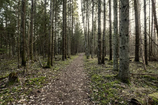 Vacker Ren Gran Träd Vintergrön Skog Park Med Grön Mossa — Stockfoto