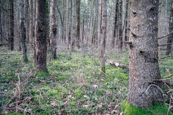 Piękne Czyste Świerk Drzewo Wiecznie Zielony Las Park Zielonym Mchem — Zdjęcie stockowe