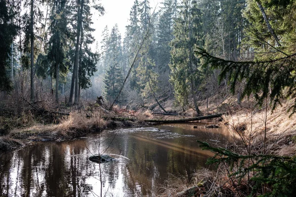 Pittoreska Älven Skogen Hösten Vildmark Inga Människor Och Gamla Torra — Stockfoto