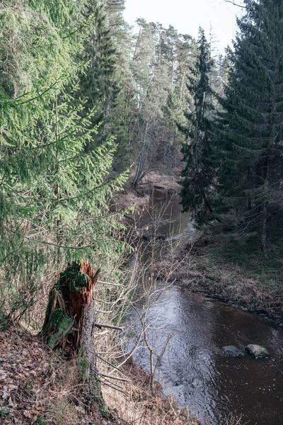 Pittoreska Älven Skogen Hösten Vildmark Inga Människor Och Gamla Torra — Stockfoto