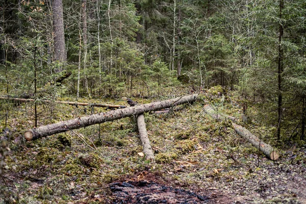 Stare Suche Drzewo Tupie Leżące Lesie Złamane Kłody Ziemi Miejsce — Zdjęcie stockowe
