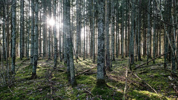 Bellissimo Parco Bosco Sempreverde Abete Rosso Pulito Con Muschio Verde — Foto Stock