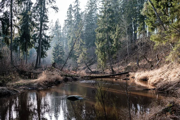 Sonbaharda Ormandaki Pitoresk Nehir Vahşi Doğa Insan Yok Yaşlı Kuru — Stok fotoğraf