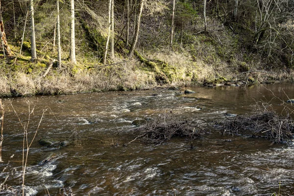 Rio Pitoresco Floresta Outono Deserto Nenhum Povo Velhos Troncos Árvores — Fotografia de Stock