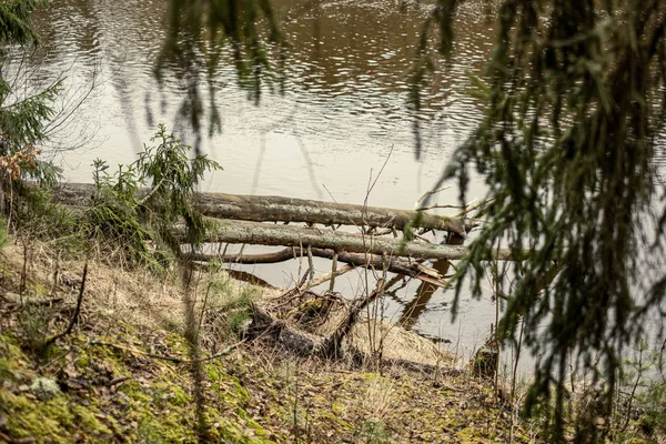 picturesque river in forest in autumn. wilderness, no people and old dry tree trunks fallen in river. isolated from society in latvia