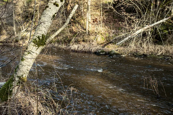 Rivière Pittoresque Forêt Automne Nature Sauvage Aucun Peuple Vieux Troncs — Photo