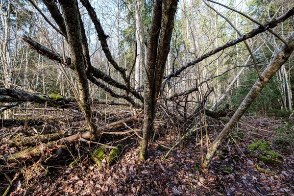 古い乾いた木の幹は森の中に寝そべっている 地上の壊れた丸太はFpr鳥が住む場所です — ストック写真