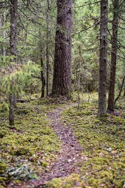 秋天色彩斑斓的森林里 清空了肮脏的石灰路 — 图库照片