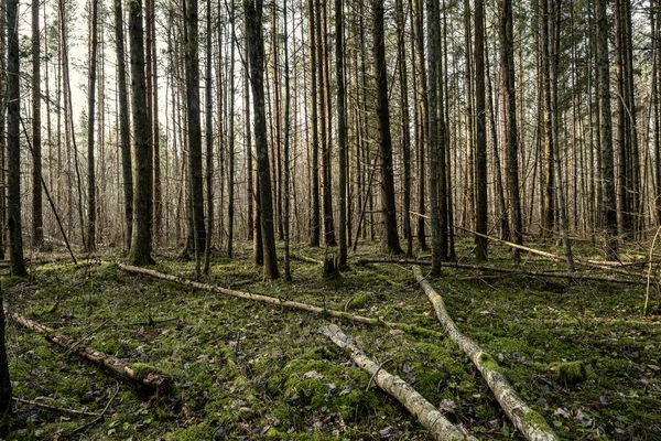 Beautiful Clean Spruce Tree Evergreen Forest Park Green Moss Path — Stock Photo, Image