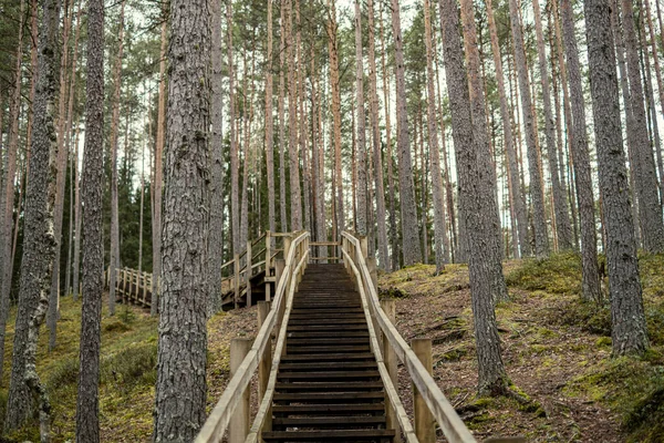 Oude Houten Brug Rivier Het Bos — Stockfoto