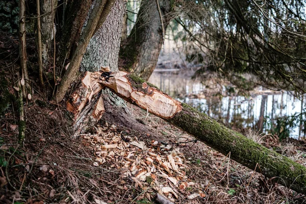 Παλιό Ξηρό Κορμό Δέντρο Ποδοπατήματα Που Βρίσκονται Στο Δάσος Σπασμένα — Φωτογραφία Αρχείου
