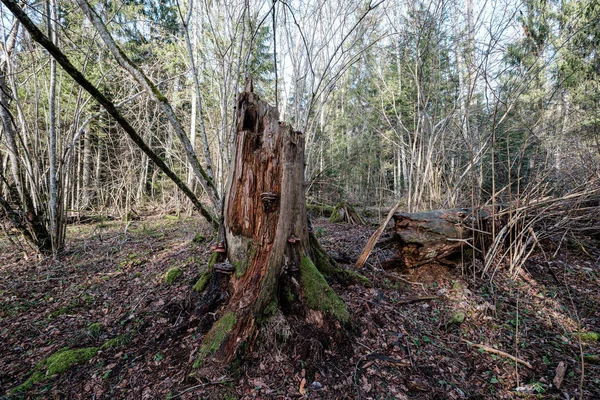 Tronco Árbol Seco Viejo Pisadas Bosque Troncos Rotos Suelo Lugar —  Fotos de Stock