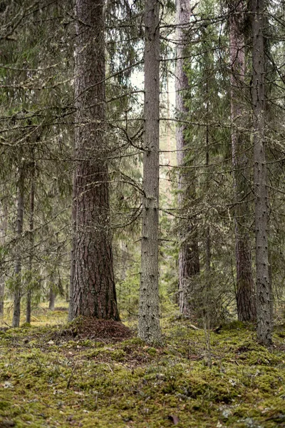 Gyönyörű Tiszta Lucfenyő Örökzöld Erdő Park Zöld Moha Ösvény Sétálni — Stock Fotó