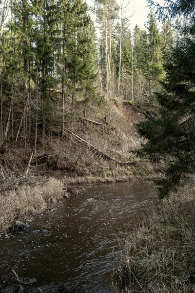 Malebná Řeka Lese Podzim Divočina Žádní Lidé Staré Suché Kmeny — Stock fotografie